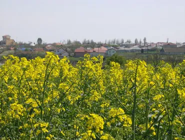 Alba neagra cu subvenţia pentru terenurile cu floarea-soarelui, rapiţă, soia şi porumb