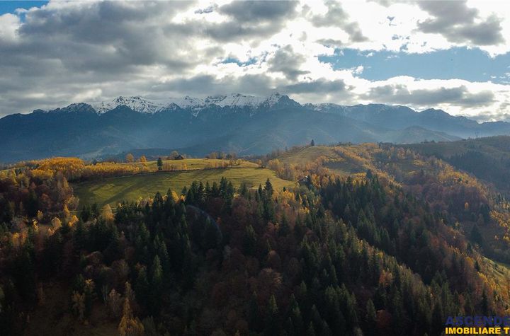 Teren Intravilan de vanzare MOIECIU - Brasov anunturi imobiliare Brasov