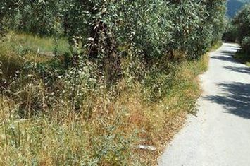 Teren construibil 1.220 mp în Ormos Prinou anunturi imobiliare Grecia