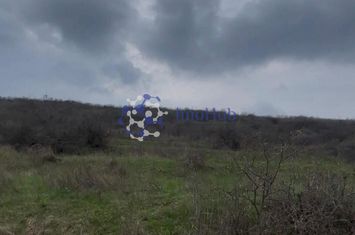Teren 2 ha Sorogari – deschidere la drum, oportunitate investiție Iași anunturi imobiliare Iasi