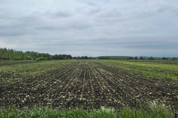 Teren de vanzare RADAUTI - Suceava anunturi imobiliare Suceava