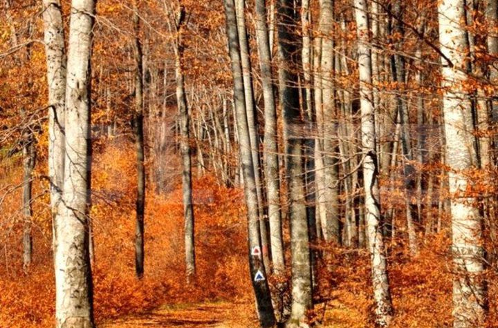 Teren de vanzare TIMISOARA - Timis anunturi imobiliare Timis