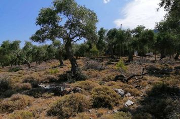 Teren 6591.49 mp în Kallirachi, Thassos anunturi imobiliare Grecia