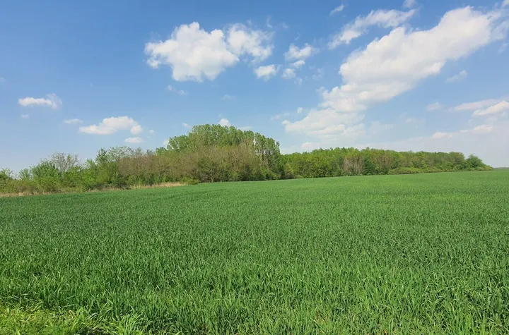 TEREN INTRAVILAN, CURTI-CONSTRUCTII,  16.872 mp - tarla T20, parcela P118/1- Butimanu-Barbuceanu, Dambovita anunturi imobiliare Dambovita