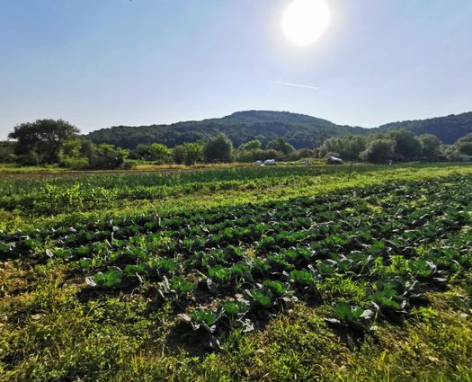 Teren Sibiu, 7500 mp