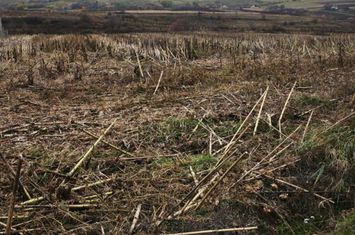 Teren de vanzare SIRET - Suceava anunturi imobiliare Suceava