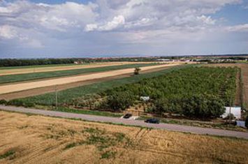 Livadă de nuci altoită și ecologică 2.5ha anunturi imobiliare Arad