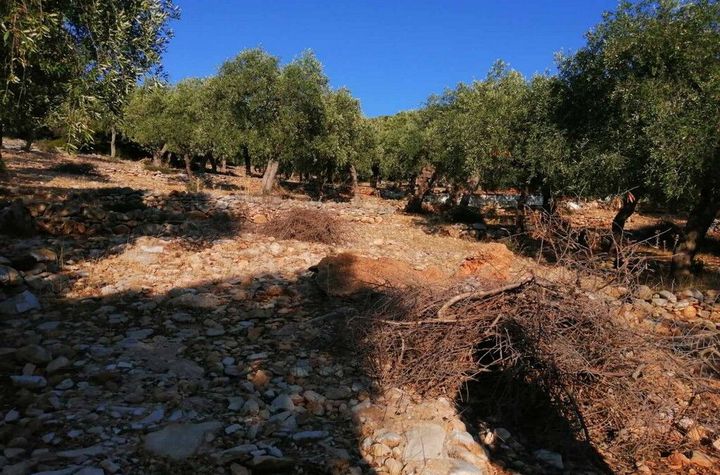 Teren agricol 4.138 mp în Skala Kallirachis (Vodnik) anunturi imobiliare Grecia