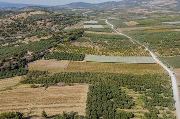 Teren 10562 mp cu 315 măslini în Orfani anunturi imobiliare Grecia
