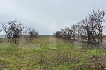 Casă - 4 camere de vanzare TISA NOUA - Arad anunturi imobiliare Arad