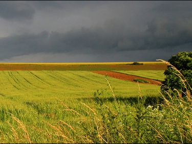 Terenurile agricole, un segment al pieţei imobiliare ţintit de investitorii străini