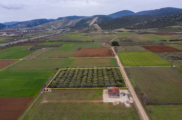 Teren construibil 5232 mp în Nea Karvali anunturi imobiliare Grecia