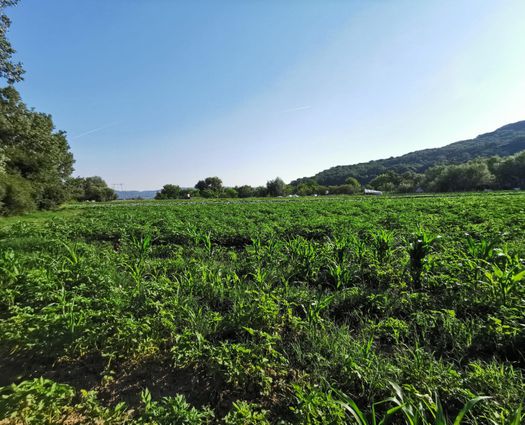 Teren Sibiu, 7500 mp