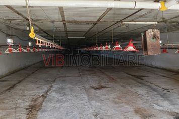 Afacere de vânzare: Fermă Creștere Pui – Ialomița la 60 km de București anunturi imobiliare Ialomita
