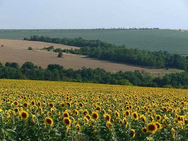 Terenurile agricole: o mină de aur, dar doar pentru cei care au răbdare