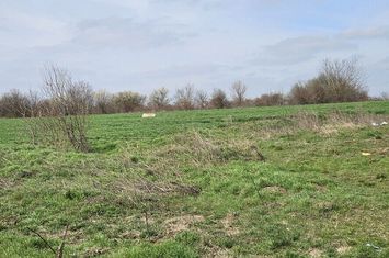 Afumati Balta Batal teren de vanzare 7000 mp anunturi imobiliare Bucuresti