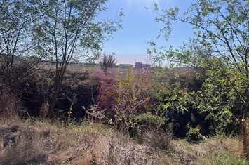 Teren Cornetu Strada Magnoliei- Pinului. anunturi imobiliare Bucuresti