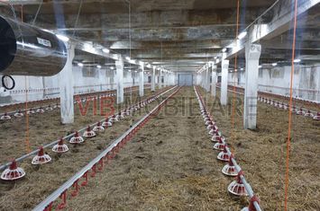 Ferma avicola populata, aparoape de Oradea anunturi imobiliare Bihor