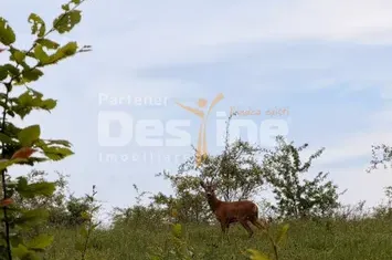 Teren de vanzare BALILESTI - Arges anunturi imobiliare Arges