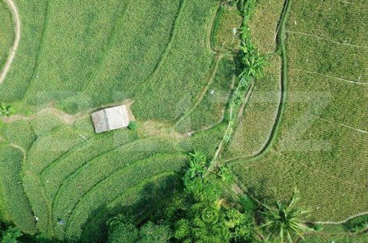 Teren de vanzare PISCHIA - Timis anunturi imobiliare Timis