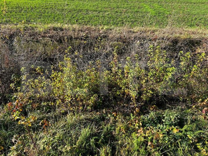 Teren de vanzare RUDICICA - Timis anunturi imobiliare Timis