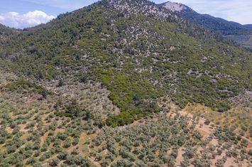 Teren agricol 4.655 mp în Rachoni, Thassos anunturi imobiliare Grecia