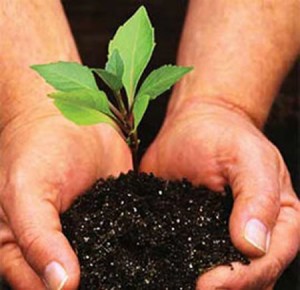 18143-plant.jpg