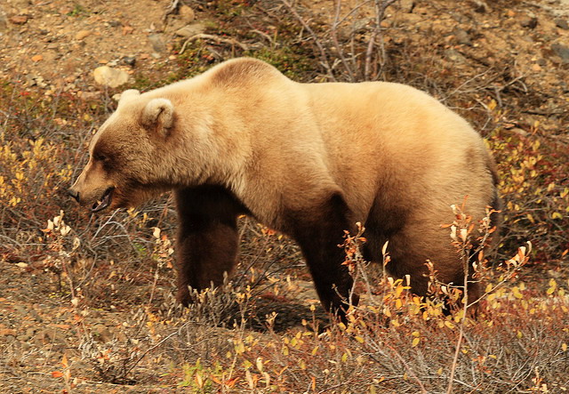 21431-9_parcul_national_denali.jpg