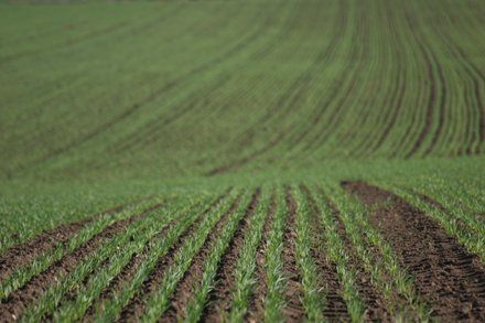 21994-teren_agricol.jpg