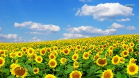 30344-sunflower-field-3663-1366x768.jpg